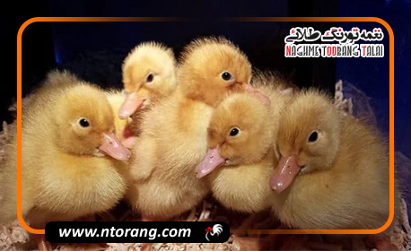 فیزیولوژی و مراحل رشد جوجه اردک از هچ تا بلوغ